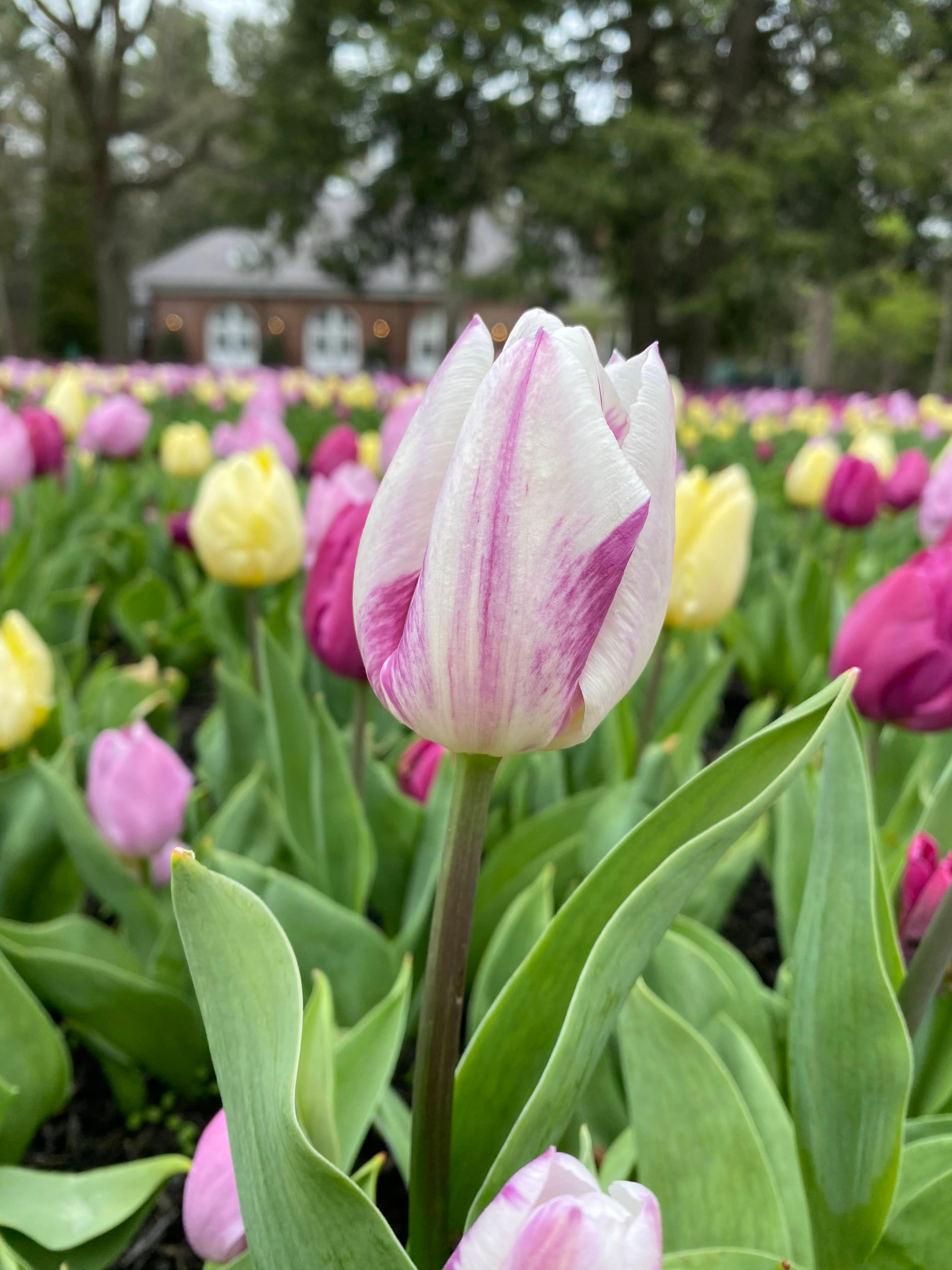 A Brief History of Tulips